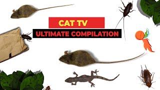 CATS TV  ULTIMATE Games Compilation for CATS amp DOGS Realistic Cat Games Mix  3 HOURS [upl. by Barthol786]