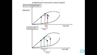 8  Physiologie cardio vasculaire partie 8 [upl. by Acinelav]