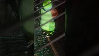 Sabse pyara Kaun hai🦜🦜 talkingmitthu parrot viralvideolike subscribe comment Kora dine12112024 [upl. by Nonez]