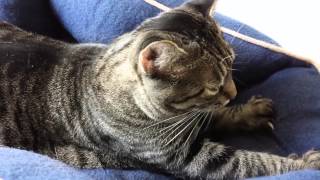 Feline Observational Video VIII  Tacy the Cat Kneading [upl. by Leahcam378]