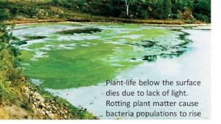 Water life and death B6 Pollution [upl. by Hairym]