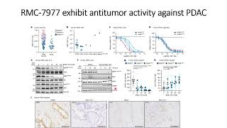 RMC7977 Rasinhibitor exhibits antitumor activity against Pancreatic cancer PDAC Code 717 [upl. by Bidget49]