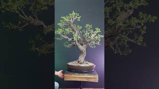 Crataegus bonsai tree [upl. by Annemarie]