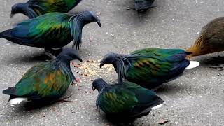 Nicobar pigeon  the closest relative of the dodo [upl. by Eissehc377]