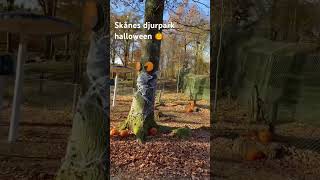 music Skånes djurpark halloween 🎃 [upl. by Fridlund]