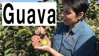 Taking Cuttings of Guava Fruit Trees to form roots  Hawaiian Guava Pink Supreme Plant [upl. by Trina663]