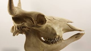 Foramen and processes of ox skull DVM L1 S1by Saiful Islam [upl. by Acirtap]