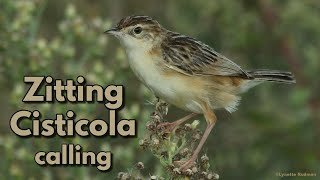 ZITTING CISTICOLA calls  a bird named after its call [upl. by Neersan]