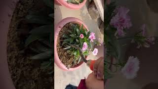 Dianthus plant care difference between dianthus and carnation plant [upl. by Booze]