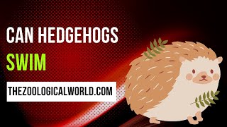 can hedgehogs swim  Can baby hedgehogs swim  Do hedgehogs swim in the wild [upl. by Hsirrehc]