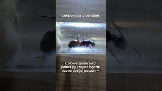 Aktualizacja mrówek messor barbarus i camponotus cruentatus ants mrówki colony messor [upl. by Nnairet]