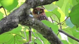 Philippine Eagleowl at daytime [upl. by Eidahs470]