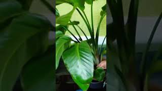 Repotting a Strelitzia nicolai 🦜 into a selfwatering pot repotting strelitzia [upl. by Fredek546]