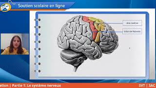 en 10 minutes le système nerveux 3ac leçon simple SVT الجهاز العصبي للثالثة اعدادي [upl. by Regni]