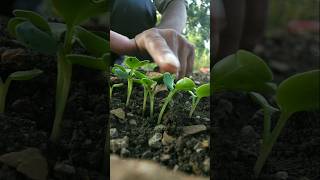 radish plants have grown nature farming radish shorts [upl. by Sunderland]