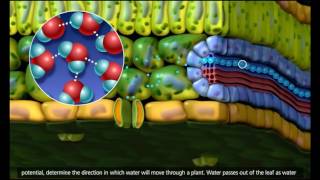 Plant Transport Xylem and Phloem Transpiration 3D Animation 720p [upl. by Bushey]