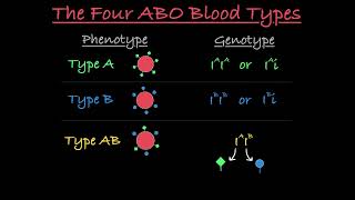 Blood Type Genetics Explained [upl. by December]