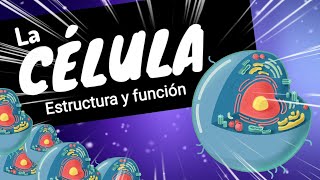 LA CÉLULA ⚡Organelos funciones y estructuras básicas nivel experto en 8 minutos [upl. by Dustie]