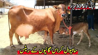 Sahiwal Cow In Pakistan  Sahiwal Cow Price  Sahiwal Nsal Ki Gay  Cow Mandi 2023 [upl. by Levey]