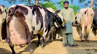 Girlando Cow In Punjab  Hf Cow  Big Cow  Cow Farm  Cow Videos  HF Breed Cow [upl. by Alida700]