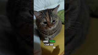 When Snacks Are Missed pets cat shorts cuteanimals [upl. by Trudy]