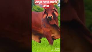 দেখুন কোন গরুটি সেরা। best biggest cow in the world cow গরু shortvideo [upl. by Lindholm]