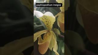 Paphiopedilum insigne rare orchid saveorchid [upl. by Elora853]