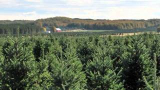 Christmas Tree Species Fraser Fir [upl. by Sahc]