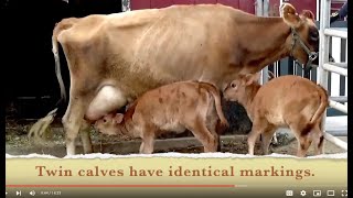 MOOING COWS CALVES amp BULL authentic moos Compilation EDUCATIONAL KID VIDEO Learn About COWS [upl. by Arehahs]