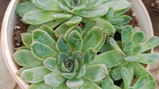 Bol yavrulu elegans sukulentimi ayırdım🫡 aboneol keşfetedüş sukulentbakımı succulent cactus [upl. by Taimi742]