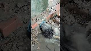 Remove Debris Clogged Culvert Pipe remove drain shorts [upl. by Durgy115]