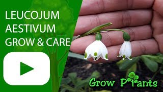 Leucojum aestivum  Grow amp Care Summer snowflake [upl. by Arlette]