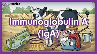 Immunoglobulin A IgA USMLE Mnemonic [upl. by Inalaeham]