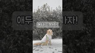 대형견 산책 Vlog  대형견 일상 골든리트리버 천사견 Big Dog Walk  Walk Vlog  Golden Retriever  일상 브이로그  강아지교육 [upl. by Cristine678]