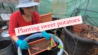 Growing sweet potatoes Let’s start this sweetpotato gardening growwhatyoueat letsdothiswithcj [upl. by Mchail]