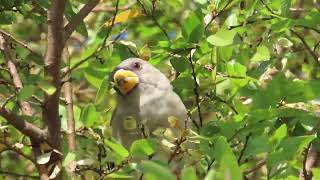 小桑鳲 yellowbilled grosbeak [upl. by Nirrej]