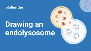 Drawing an endolysosome [upl. by Hirsch]