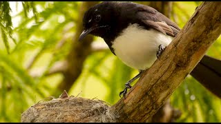 Nestling of the Willie Wagtail Rhipidura leucophrys  Nestling vom Gartenfächerschwanz 7 [upl. by Jolene]