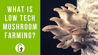 What Is Low Tech Mushroom Farming Main Benefits amp Methods  GroCycle [upl. by Atsirt]