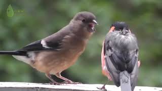 CONCIENTIZACIÓN SOBRE LA IMPORTANCIA DE LOS BEBEDEROS DE AGUA PARA AVES [upl. by Llerruj]