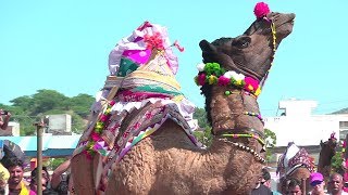 Camel Dance Competition at Pushkar Fair Rajasthan  Pushkar Mela  Dancing Camel At the Cattle Fair [upl. by Ause]