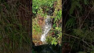 Relaxing sound of lapping water nature video shorts youtubeshorts trend [upl. by Marilin]