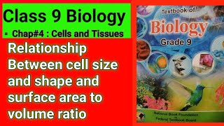 Relationship Between cell size and shape and surface area to volume ratio  Unit4 Cells and Tissues [upl. by Ahsiea]