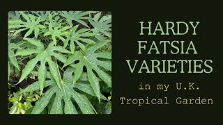 Fatsia varieties in my UK tropical style garden A few things you may not know [upl. by Naujuj]