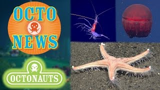 OctoNews  OctoGlow  Deep Sea NOAA Footage [upl. by Frazer]