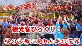 44木桜満開の京都に現れた謎の花嫁に観光客ビックリ！高台寺ねねの道が人だかり【桜の京都特別版】狐の嫁入り [upl. by Kaazi]