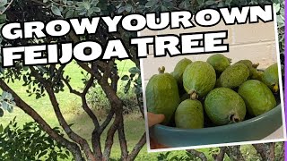 Growing a FEIJOA TREE from planting to harvest [upl. by Polinski]