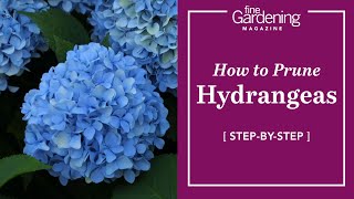 How to Prune Hydrangeas [upl. by Mattland]