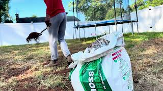 How To Spead Peat Moss Without A Landzie  DIY  Lawn renovation process [upl. by Gewirtz]