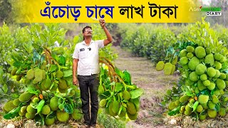 1 একর জমিতে ১০ লাখ টাকা আয় করুন কাঁঠাল চাষ করে  JACKFRUIT Farming  12 মাসী এঁচোড় চাষ [upl. by Modeerf]